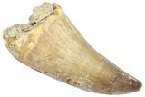 Fossil Prognathodontid Mosasaur Tooth - Morocco #364134-1